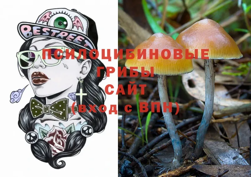 Галлюциногенные грибы Psilocybe  где продают   Северодвинск 